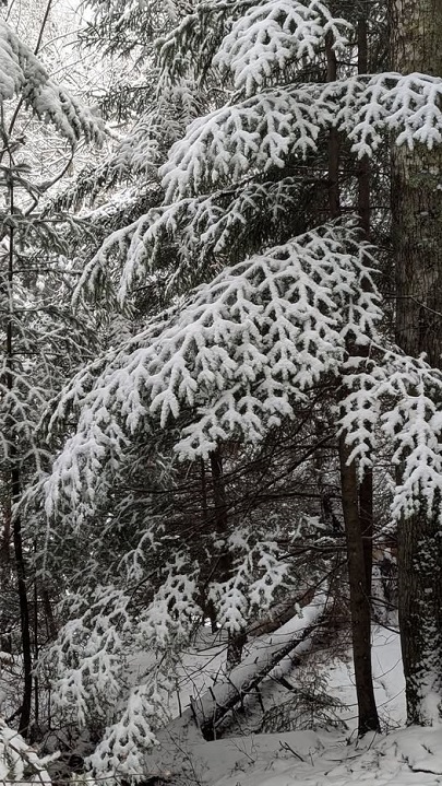 patterns snow nature nomad.jpg